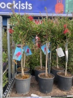 Callistemon Standard